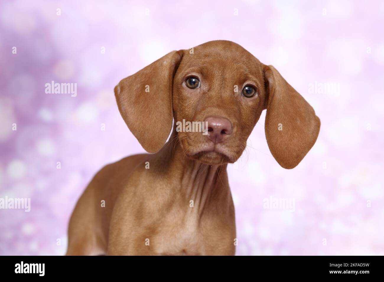 Magyar Vizsla Puppy Portrait Stockfoto