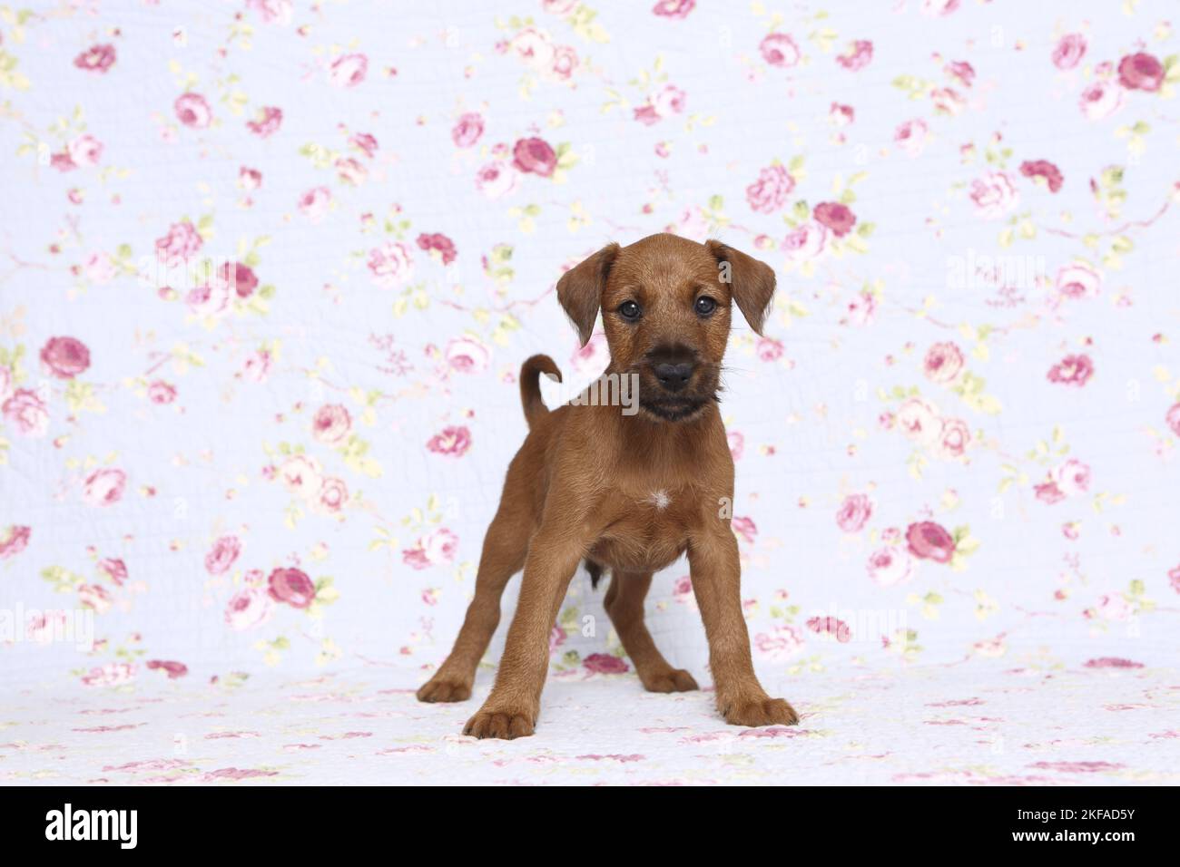 Irish Terrier Welpen Stockfoto