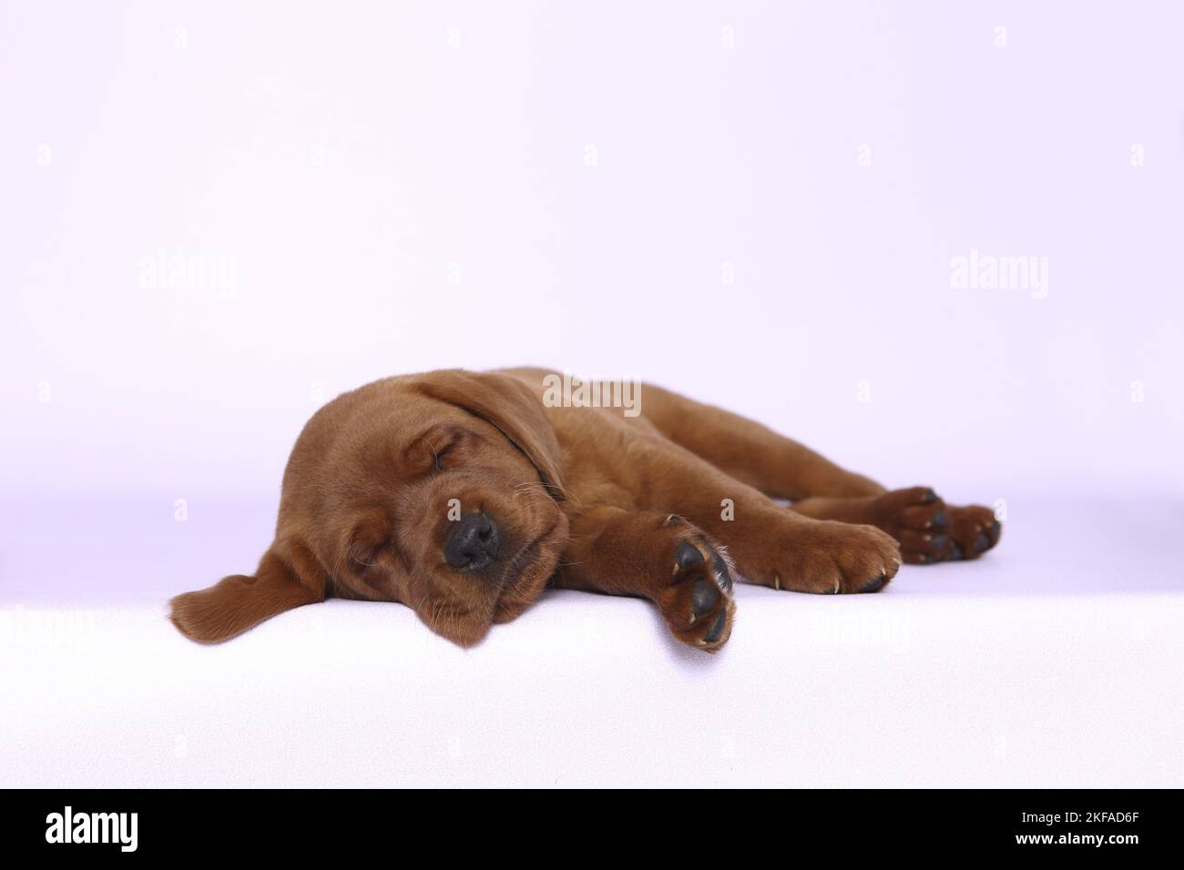 Schlafender Labrador Retriever Welpe Stockfoto