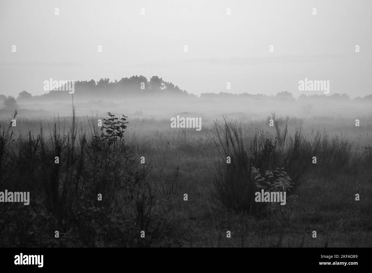 Vorland in Schwarz und Weiß mit Nebel auf Gras und Heidekraut in Dänemark, vor Dünen geschossen. Bäume und Wolken in mystischer Stimmung. Landschaftsaufnahme aus Stockfoto