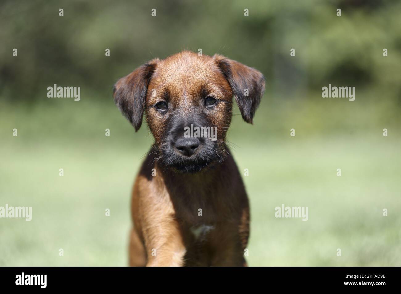 Irish Terrier Puppy Portrait Stockfoto