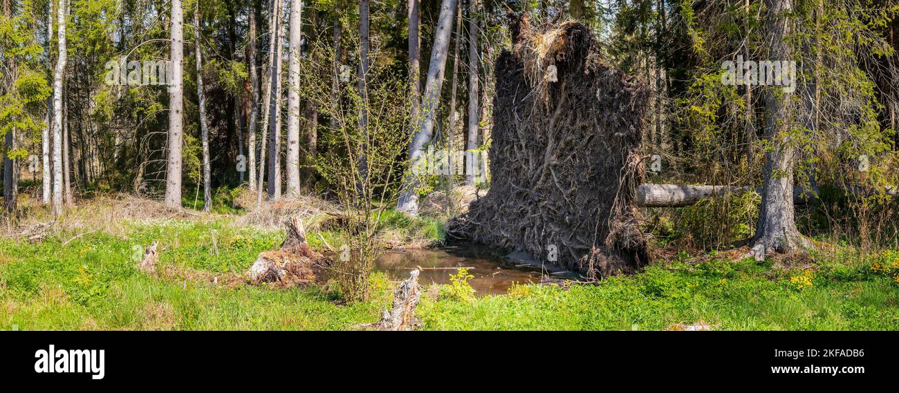 Entwurzelter Baum - die Wurzeln einer gefallenen Fichte in einer Waldlichtung Stockfoto