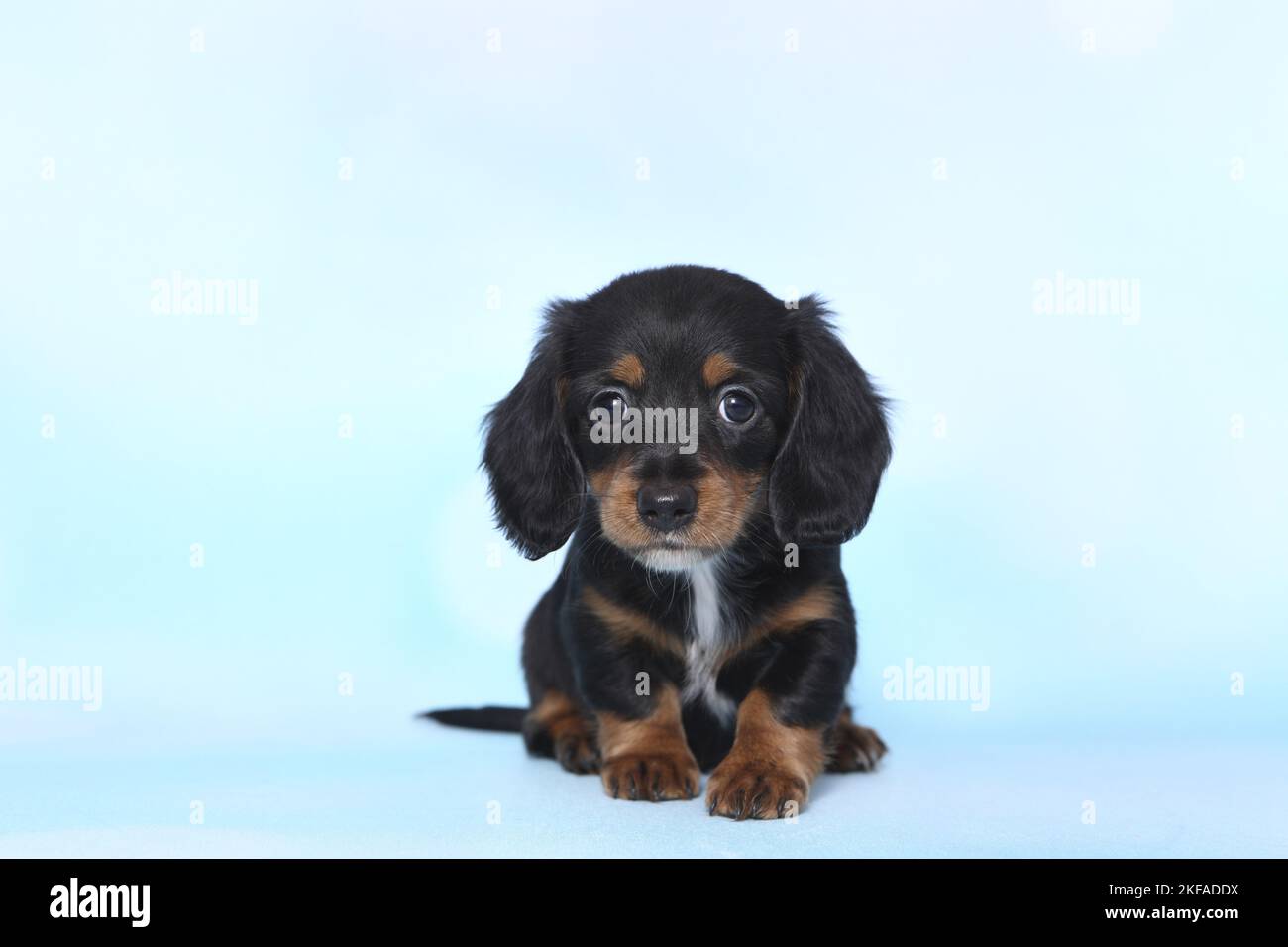 American Miniature Dachshund Puppy Stockfoto