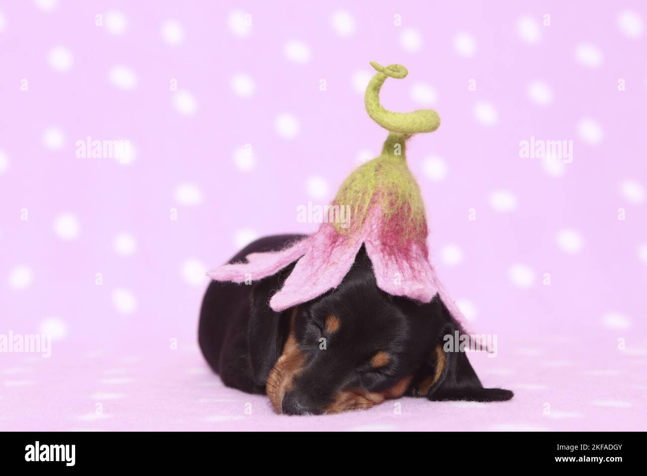 American Miniature Dachshund Puppy Stockfoto