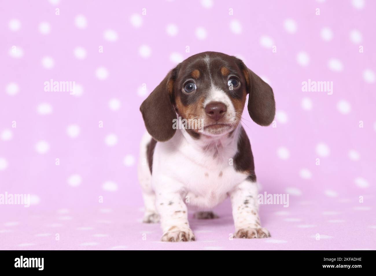 American Miniature Dachshund Puppy Stockfoto