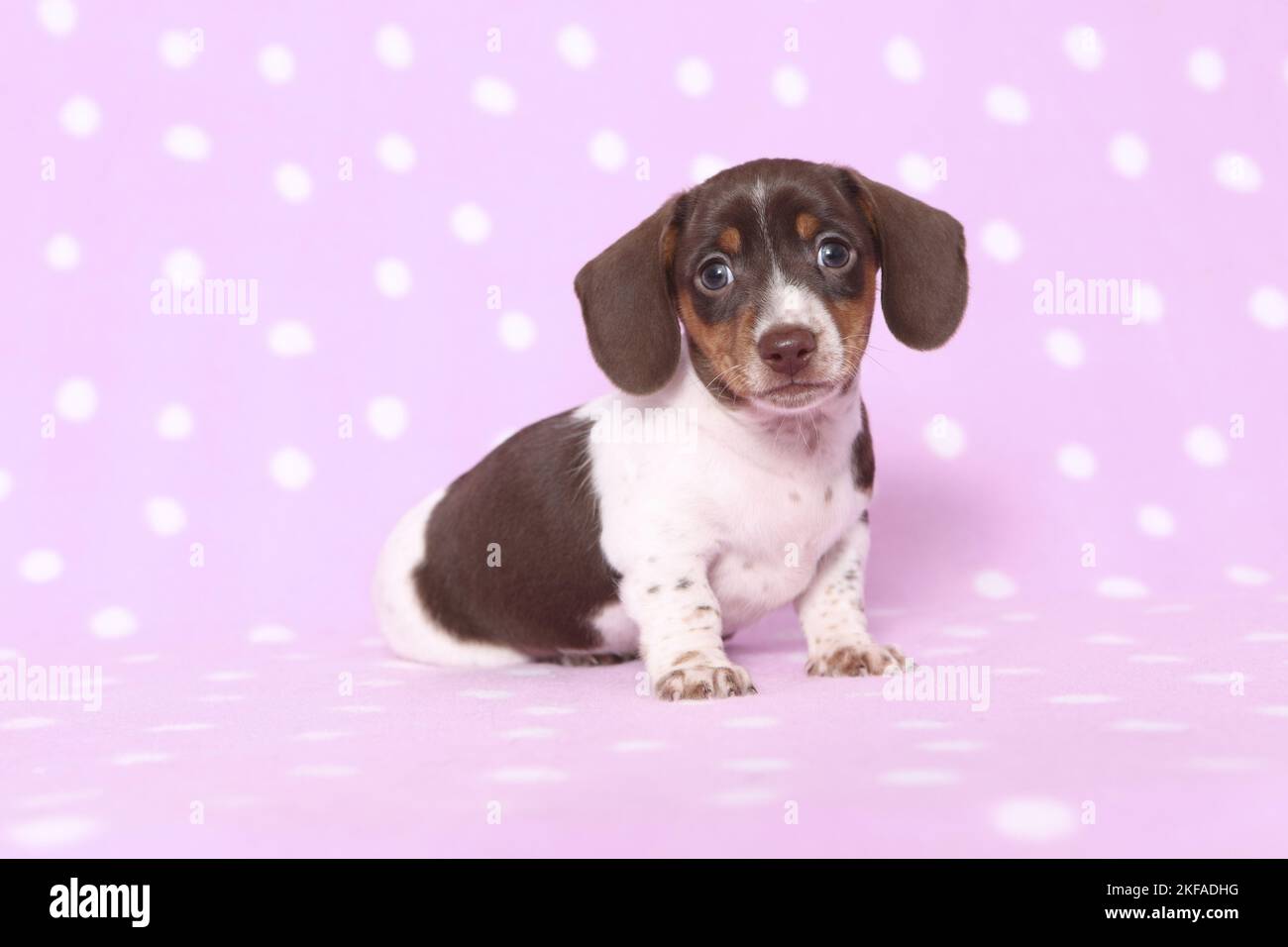 American Miniature Dachshund Puppy Stockfoto