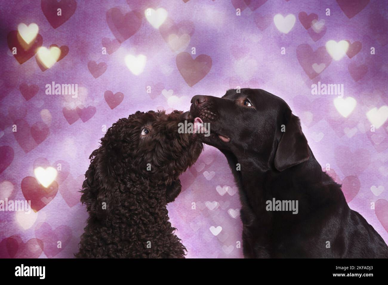 2 Hunde Stockfoto