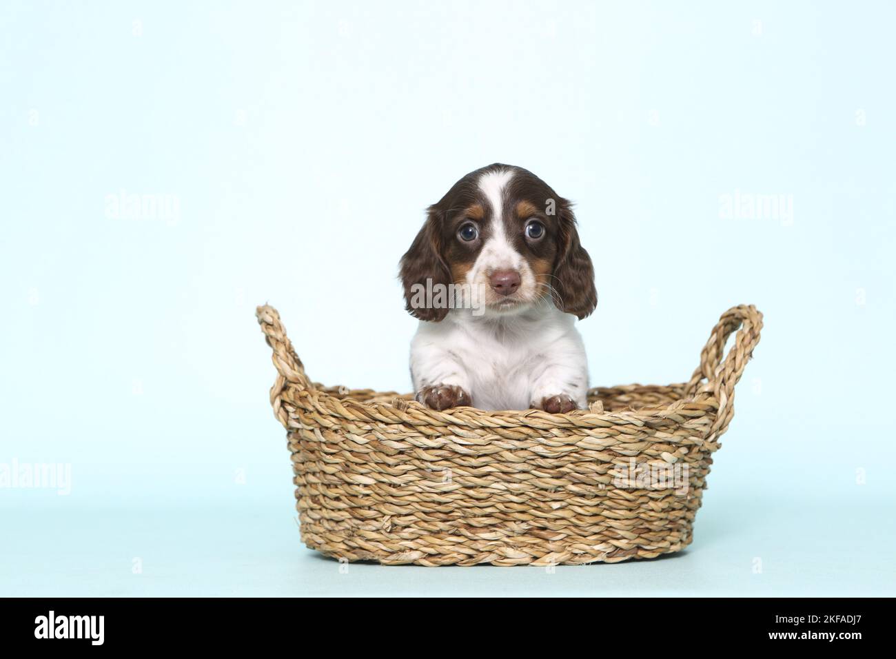 American Miniature Dachshund Puppy Stockfoto