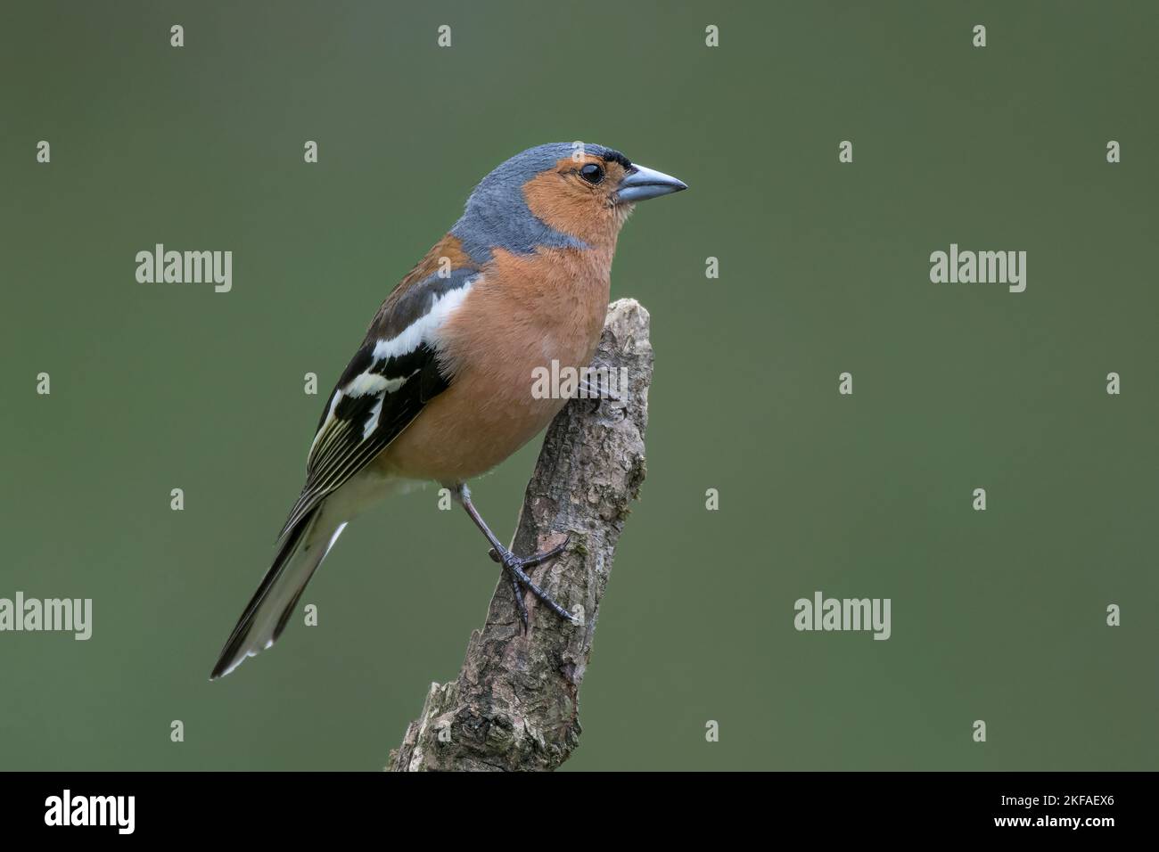 Männlicher Chaffinch, Fringilla-Koelebs, thront auf dem Nadelbaum. Nahaufnahme der schönen Farben des männlichen Chaffinch in Schottland. Stockfoto