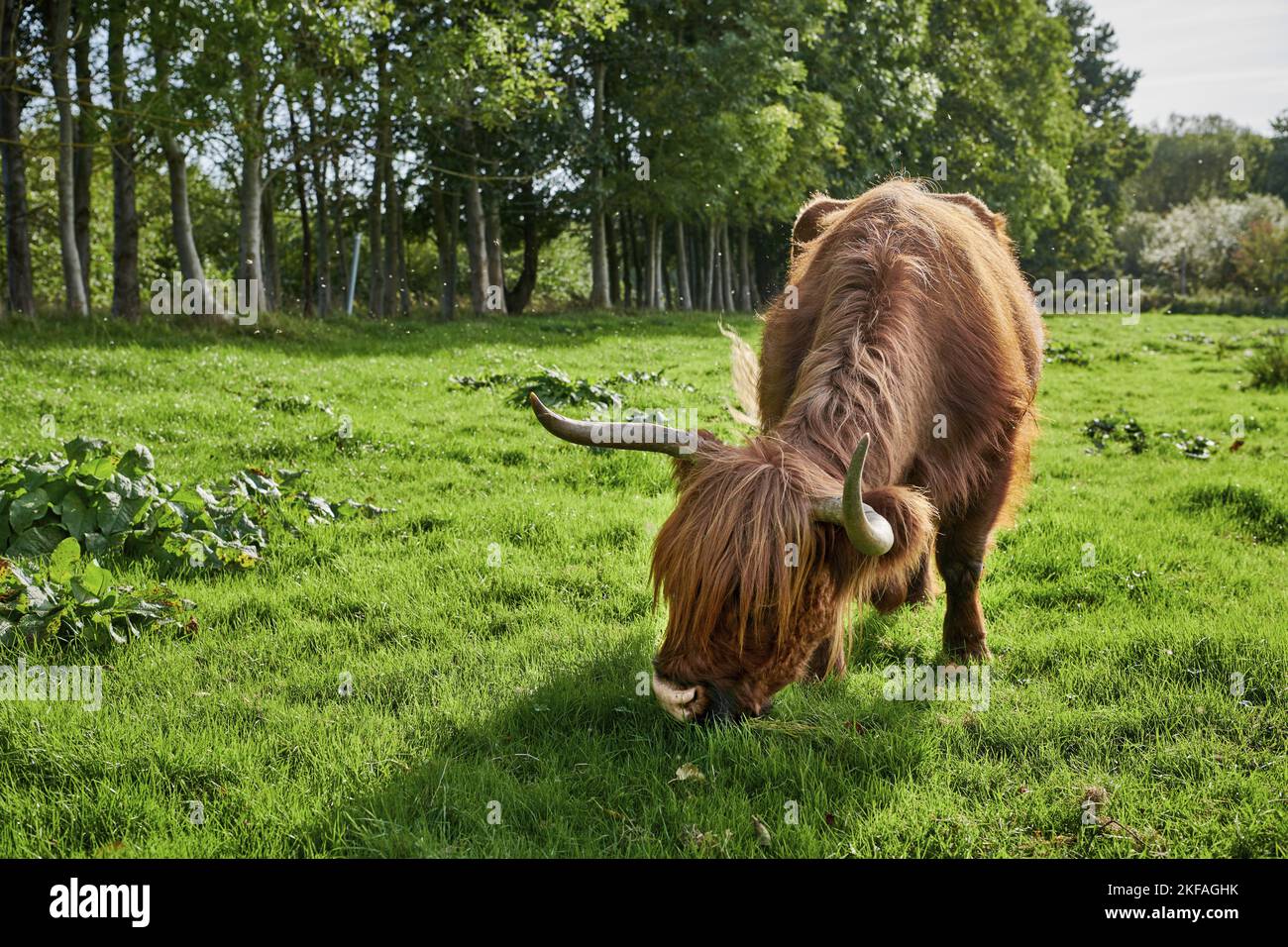 Hochlandrinder Stockfoto