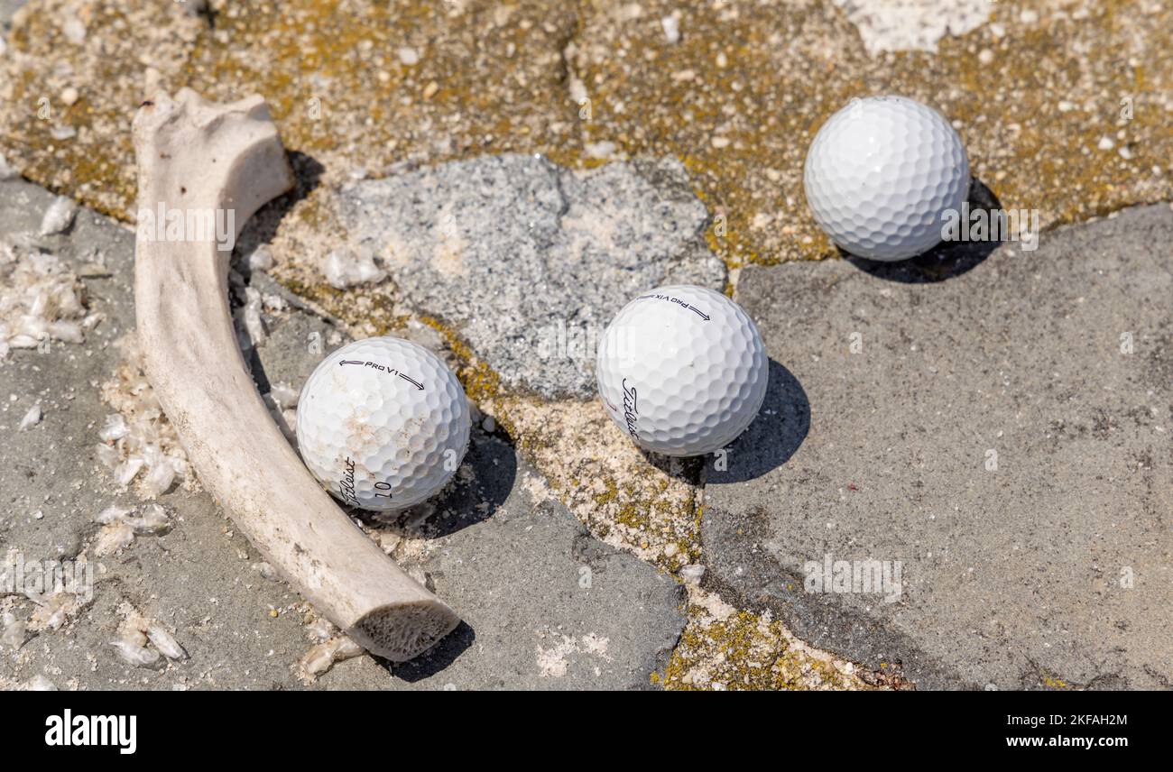 Ungerade Anordnung der gefundenen Objekte, bestehend aus drei Golfbällen und einem Stück Knochen Stockfoto