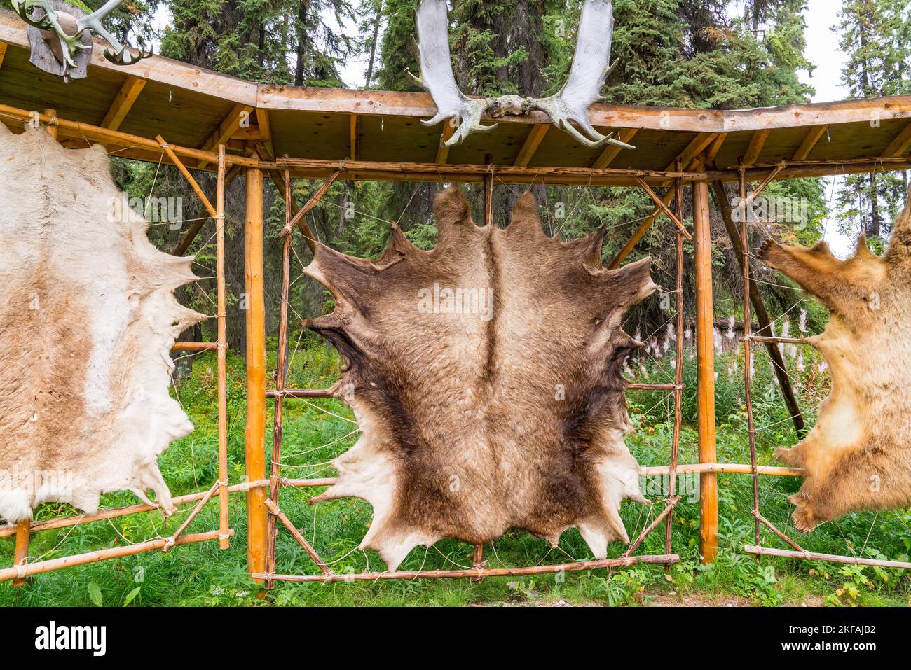 Gebräunte Tierhäute, die in einem alaskischen Dorf auf einem Gestell für Pelzkleidung gestreckt sind Stockfoto