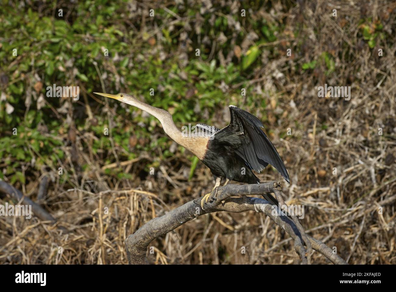 Sitting American Darter Stockfoto