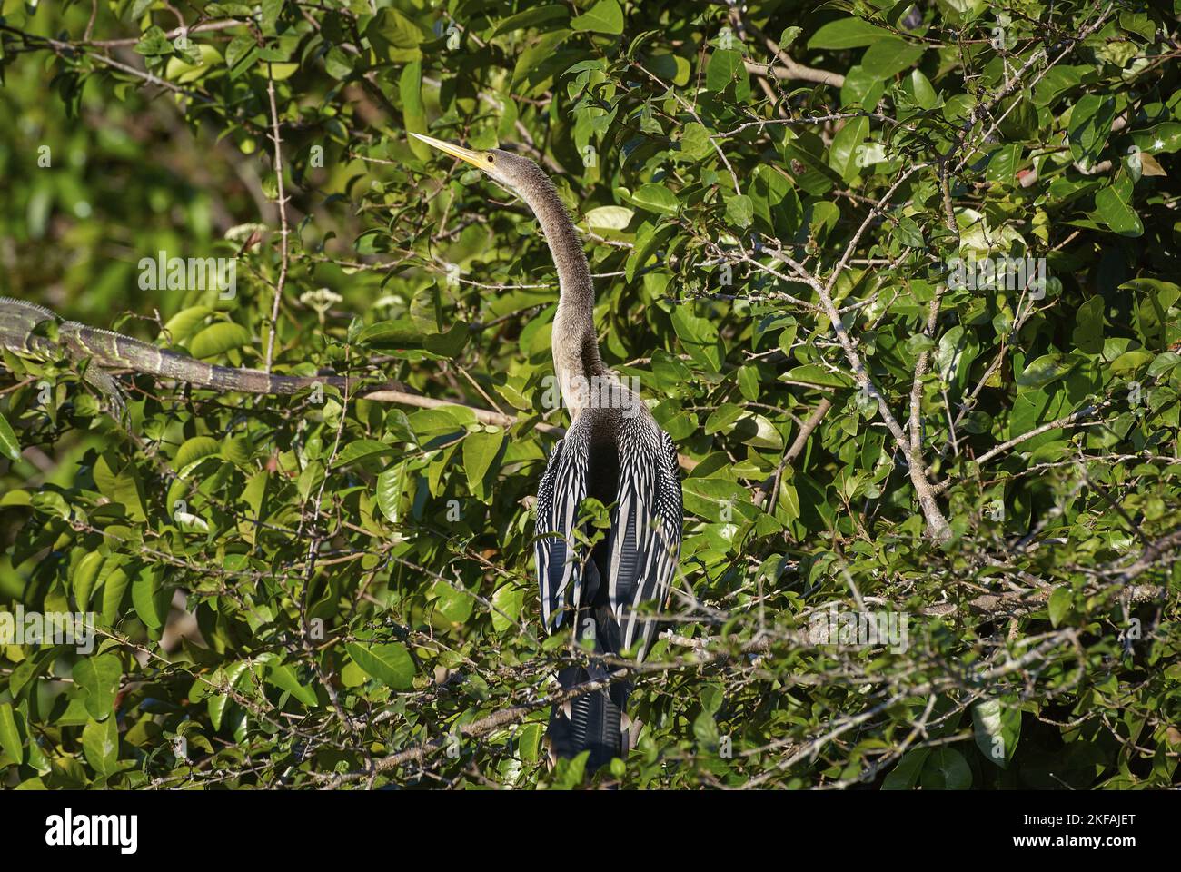 Sitting American Darter Stockfoto