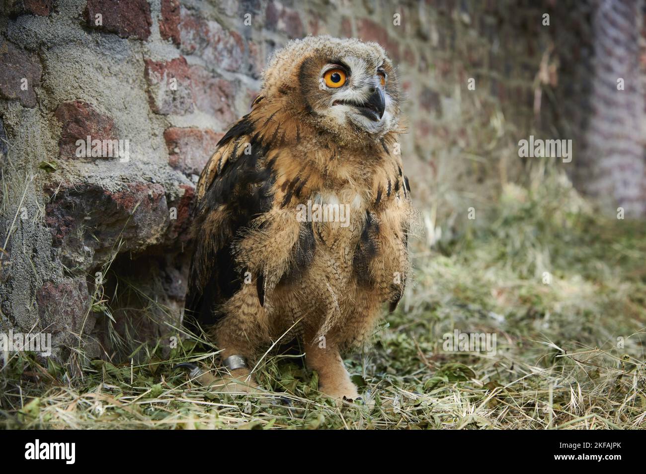 Stehende eurasische Adlereule Stockfoto