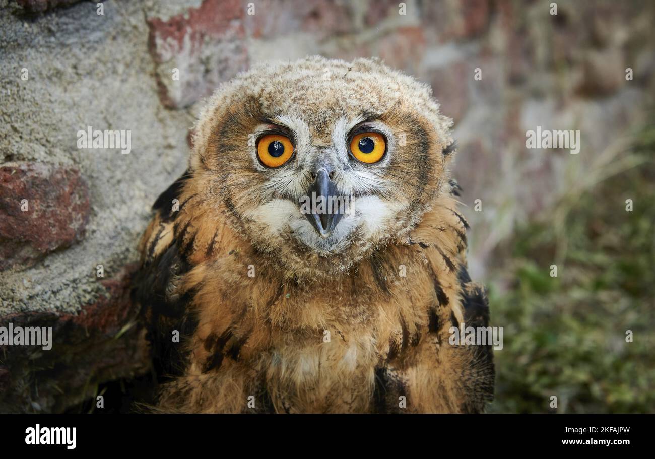 Eurasische Adler-Eule-Porträt Stockfoto