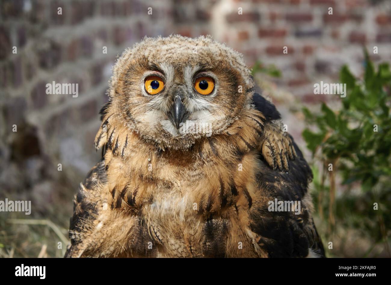 Eurasische Adler-Eule-Porträt Stockfoto