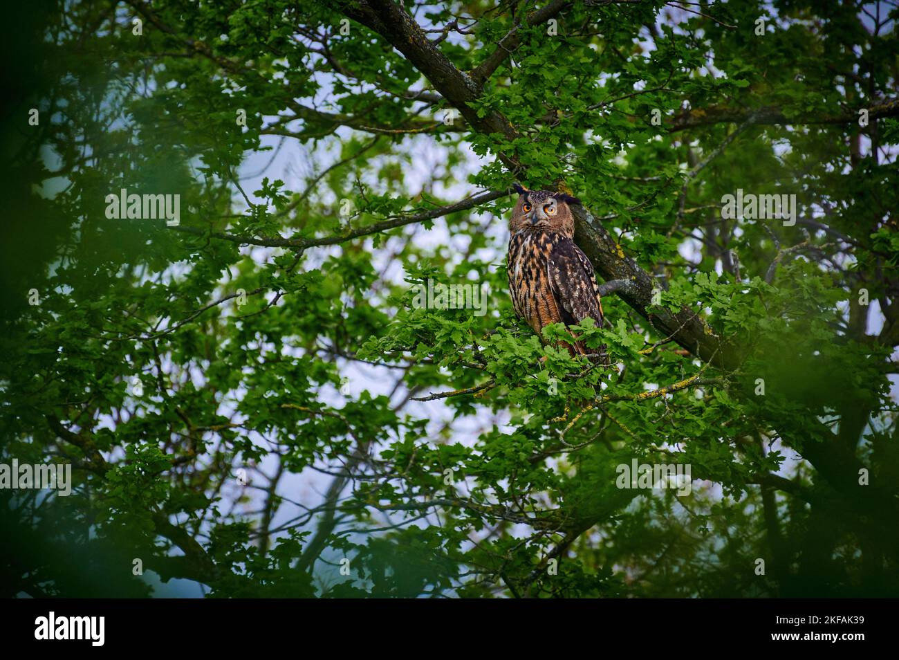 die Eule sitzt auf einem Baum Stockfoto