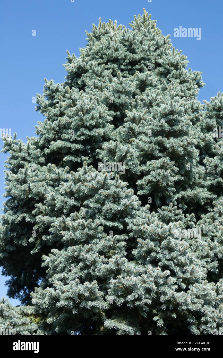 Picea pungens Tree Colorado Blue Fichte oder Silver Fichte Tree Stockfoto