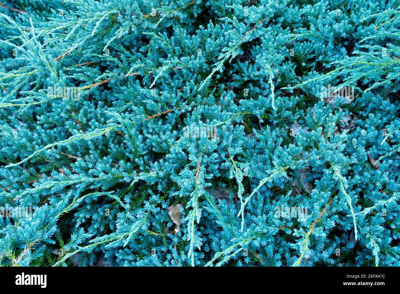 Schuppiger Wacholder, blauer Wacholder, kriechend, Juniperus squamata „Blauer Teppich“, schöne Sorte, Juniperus „Blauer Teppich“ Stockfoto
