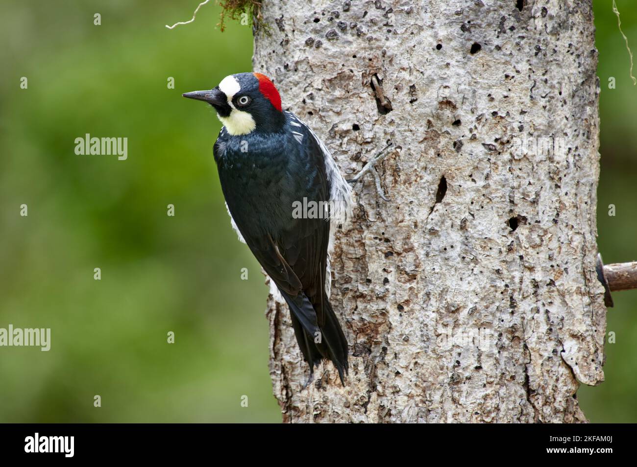 Acorn Specht Stockfoto