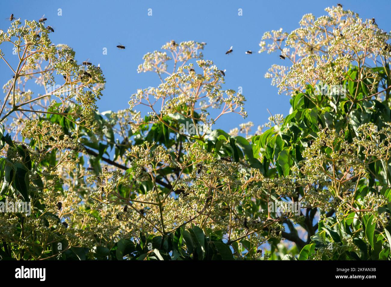 Tetradium daniellii, Bienenbaum, koreanische Evodia, Blüte, Blumen, Baum, Sommer, Pflanze im Spätsommer locken Bienen Stockfoto