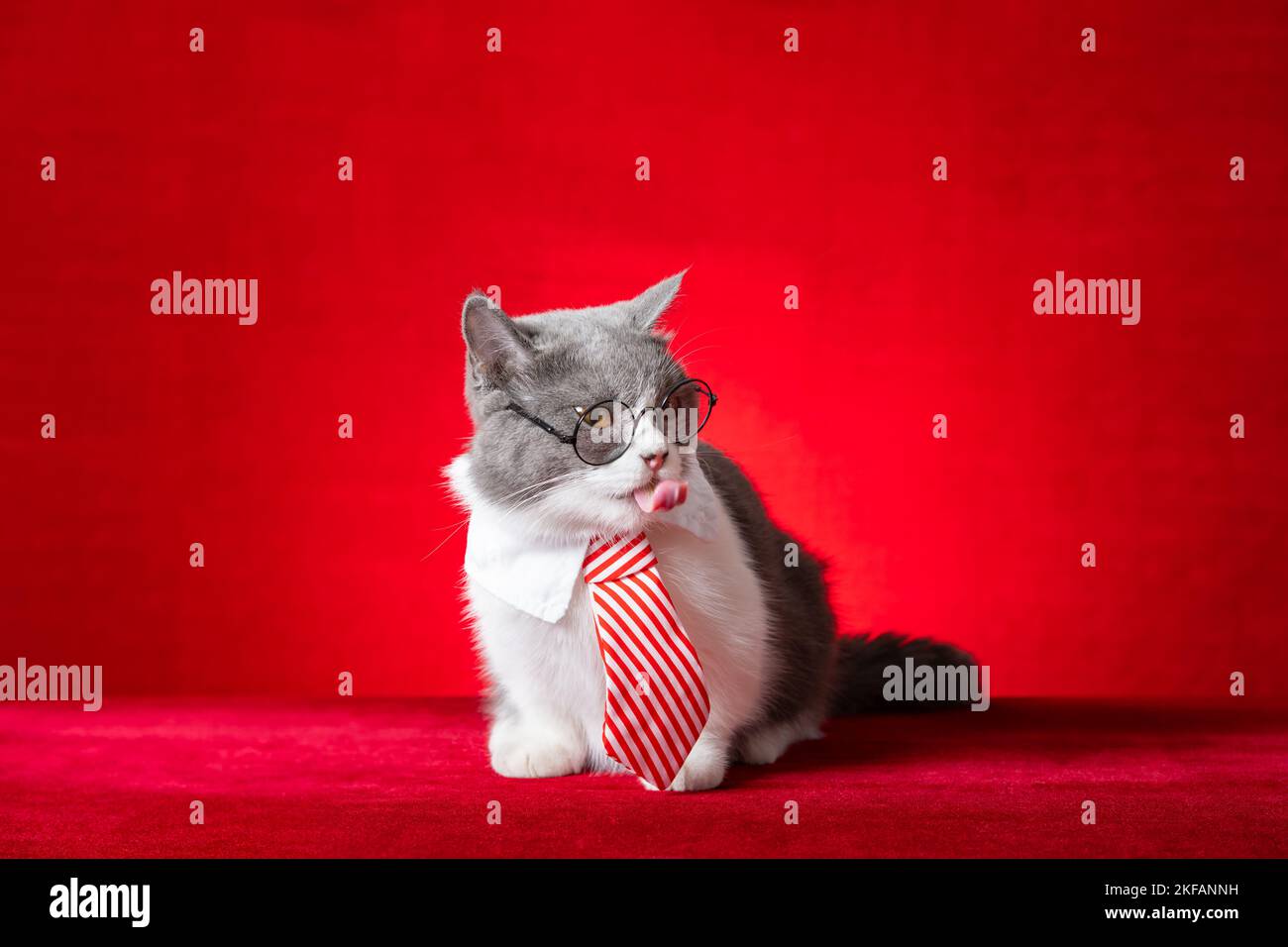 Niedliche britische Kurzhaarkatze mit Business-Krawatte Stockfoto