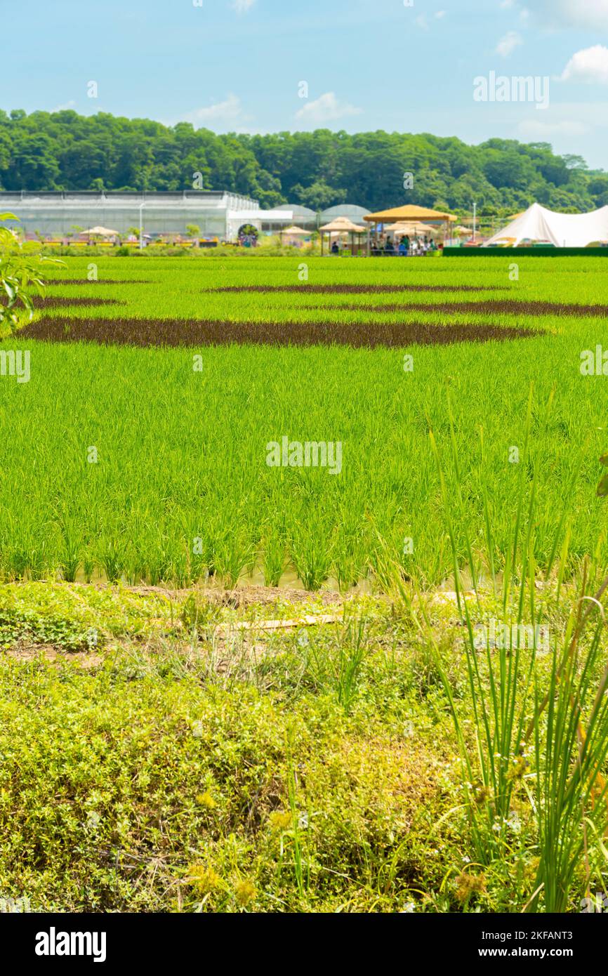 Vertikale Zusammensetzung des grünen Reisfelds Stockfoto
