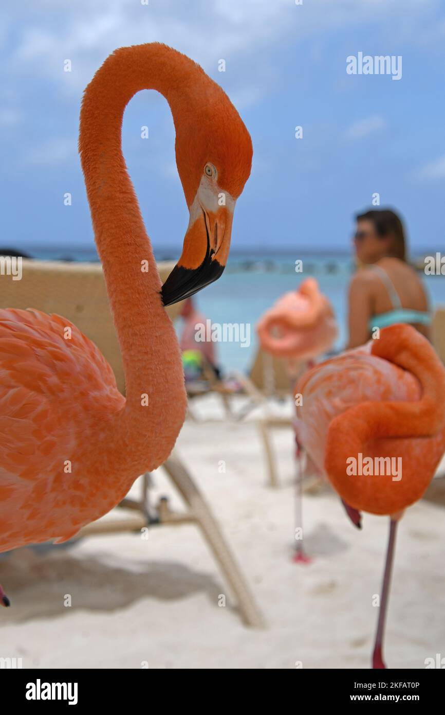 Pink Flamingos am Flamingo Beach, Aruba Stockfoto