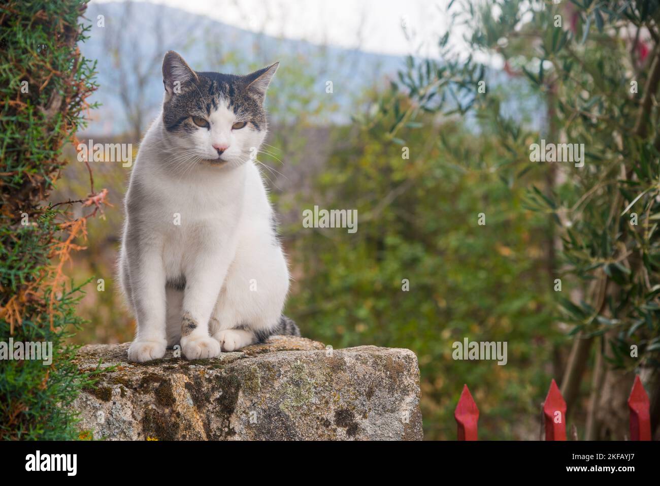 Tabby und weiße Katze sitzen an einer Steinmauer. Stockfoto