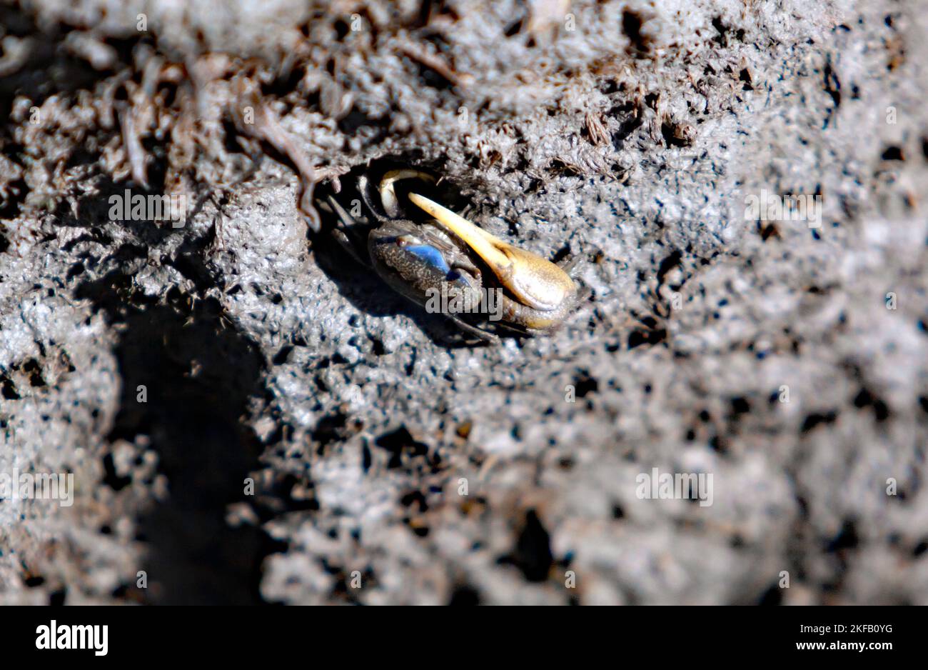 Fiddler-Krabben, die in einer schlammigen Bank leben, im Kayak-Startgebiet am Eastern Shore of Virginia National Wildlife Refuge, Delmarva Peninsula, Stockfoto