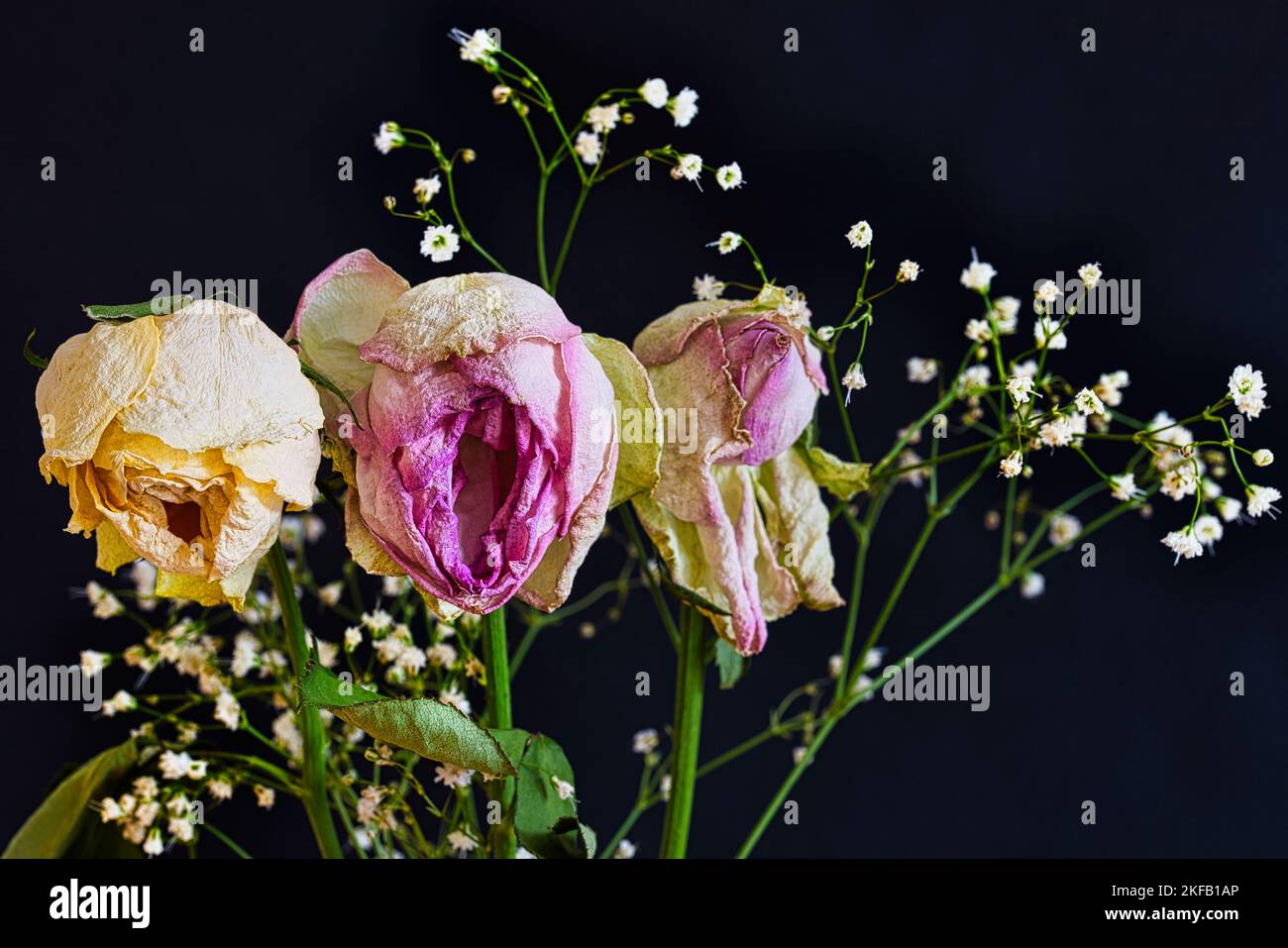 Sterbende Rosen Stockfoto