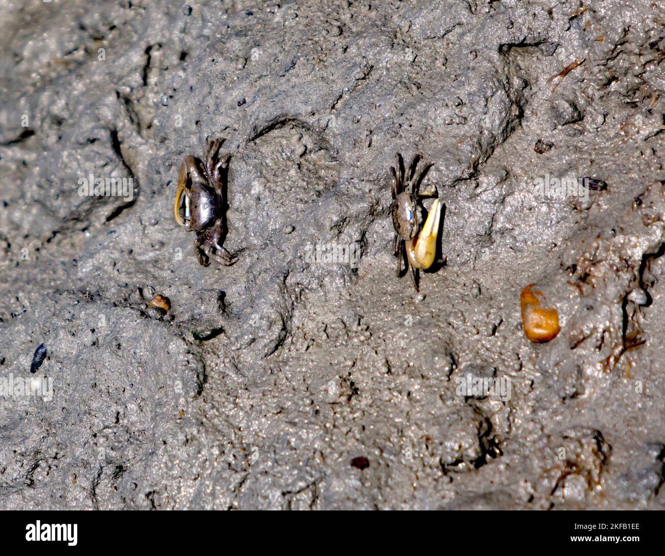 Fiddler-Krabben, die in einer schlammigen Bank leben, im Kayak-Startgebiet am Eastern Shore of Virginia National Wildlife Refuge, Delmarva Peninsula, Stockfoto