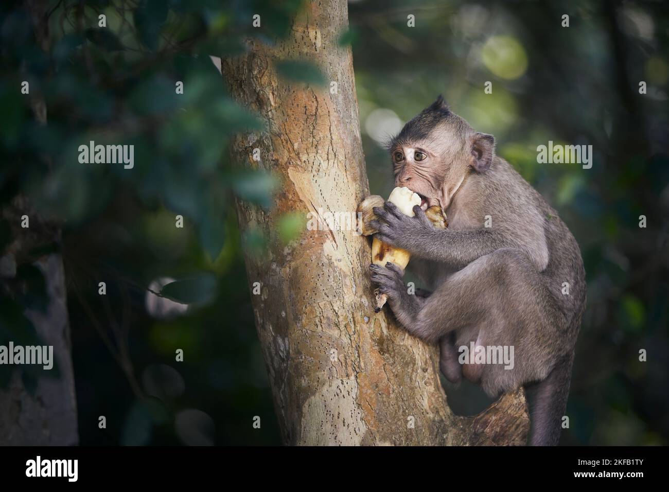 Affe auf Baum, der Banane frisst. Süßer Makak im tropischen Regenwald in Kambodscha. Stockfoto