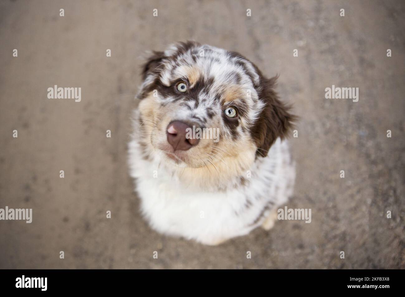 Australian Shepherd Welpen Stockfoto