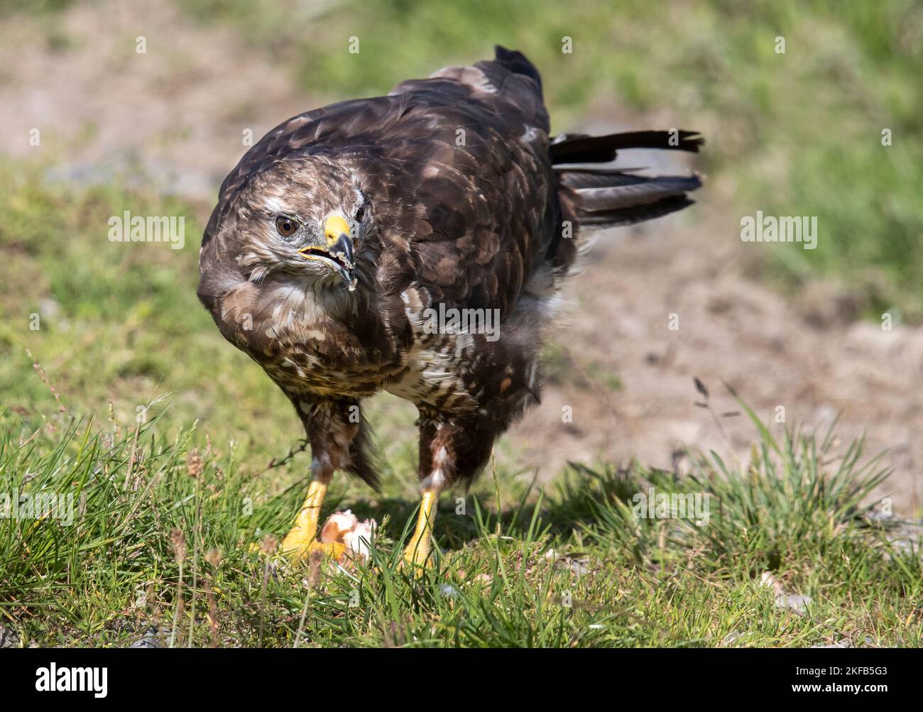 Gemeiner Buzzard in Nordwales, Großbritannien, Großbritannien Stockfoto