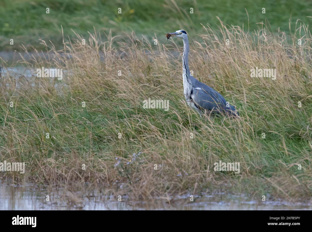 Grey Heron an der Dee Estuary, Connahs Quay Naturschutzgebiet, Nordwales, Großbritannien, Großbritannien Stockfoto