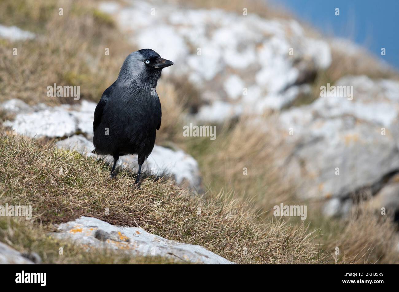 Jackdaw gegen Great Orme, Nordwales, Großbritannien, Großbritannien Stockfoto