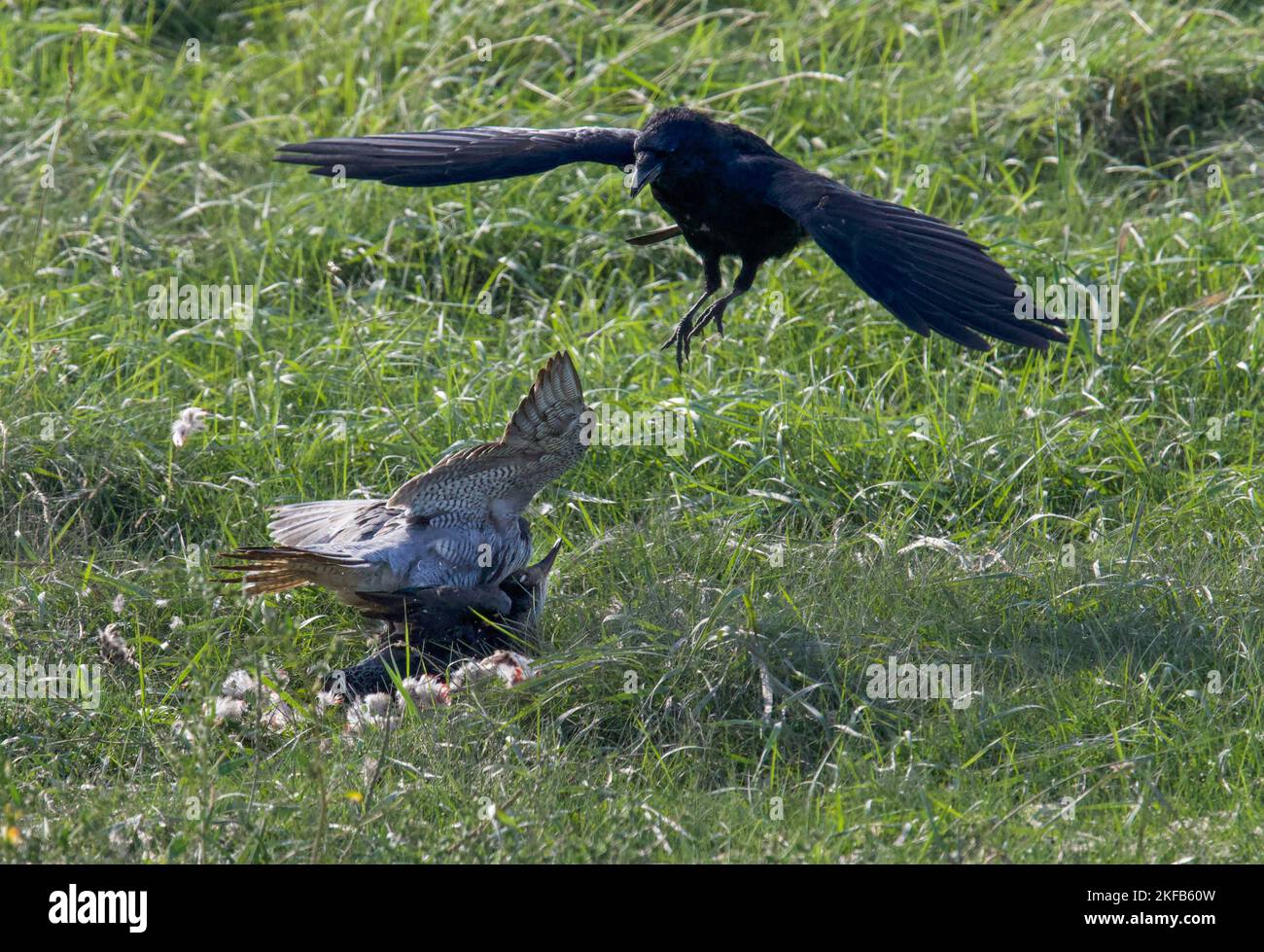 Wanderfalke und Raven kämpften wegen eines Mordes, den Peregrine machte, kamen die Raben und versuchten, ihn zu stählen, und nahmen es mit der Dee Estuary, North Wales, Großbritannien, auf. Stockfoto