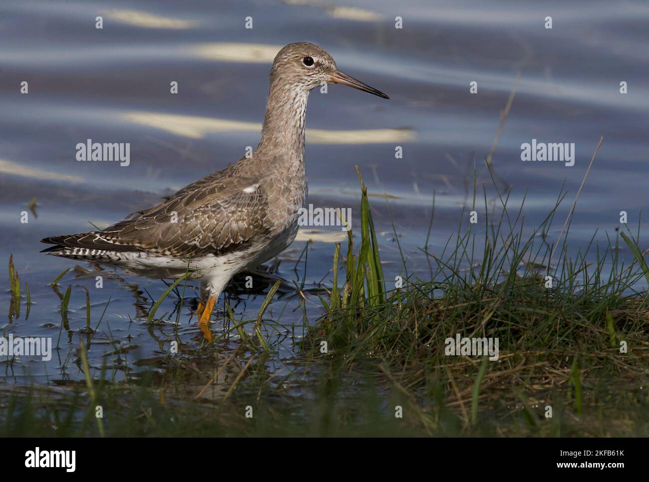 Rothaarige im Connahs Quay Naturschutzgebiet an der Dee-Mündung, Nordwales. Stockfoto