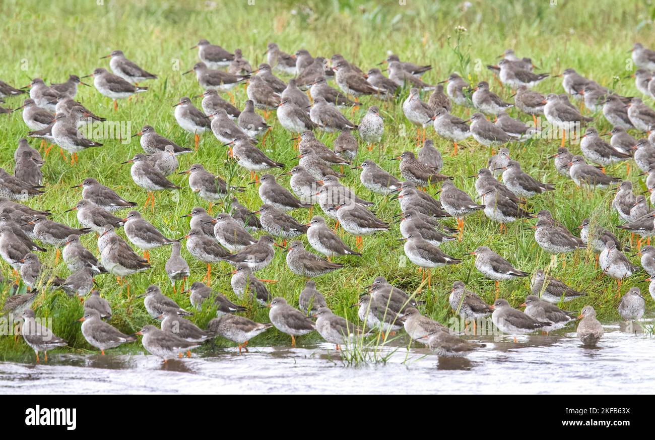 Rothaarige im Connahs Quay Naturschutzgebiet an der Dee-Mündung, Nordwales. Stockfoto