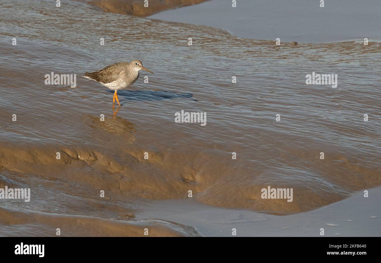 Rothaarige im Connahs Quay Naturschutzgebiet an der Dee-Mündung, Nordwales. Stockfoto