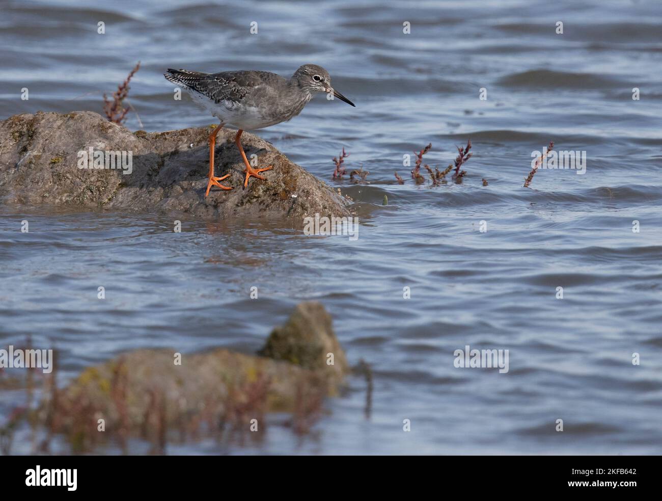 Rothaarige im Connahs Quay Naturschutzgebiet an der Dee-Mündung, Nordwales. Stockfoto