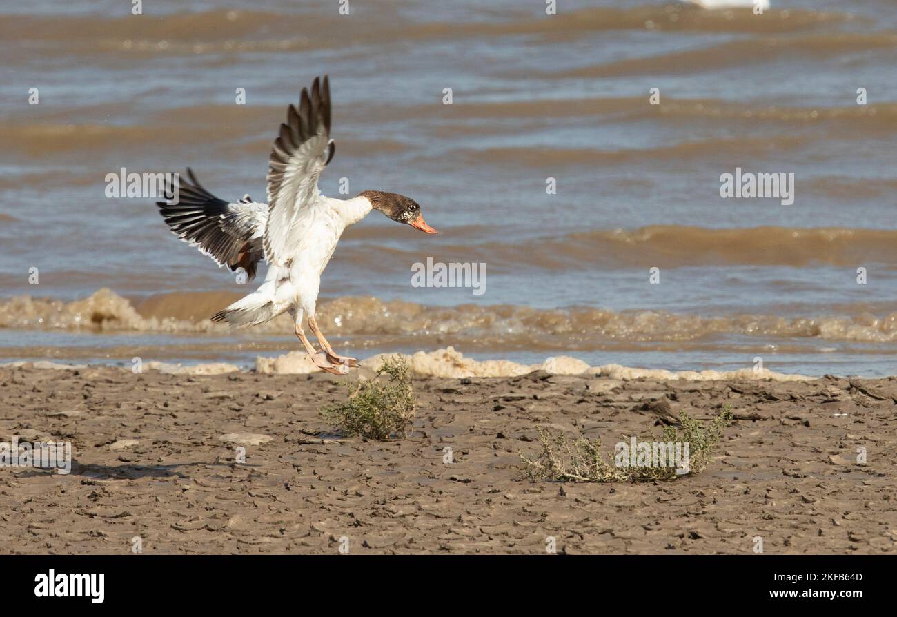 Shelduk im Naturschutzgebiet Connahs Quay, Dee Estuary, North Wales und Burton Marsh RSPB Reserve, Nordwestengland. Stockfoto