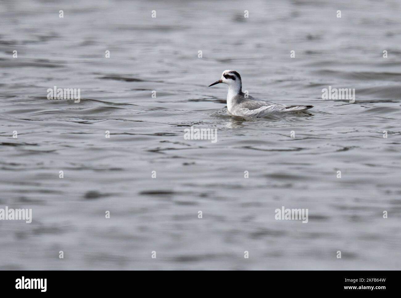 Gray/Red Phalarope, aufgenommen am Conwy RSPB, North Wales, Großbritannien, Großbritannien Stockfoto