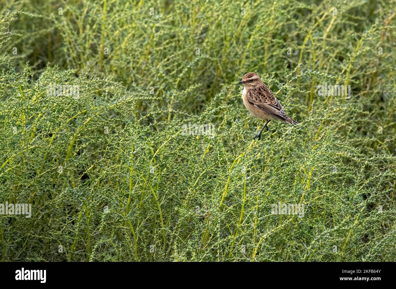 Whinchat aufgenommen im Connahs Quay Nature Reserve an der Dee Estuary, North Wales, Großbritannien, Großbritannien Stockfoto