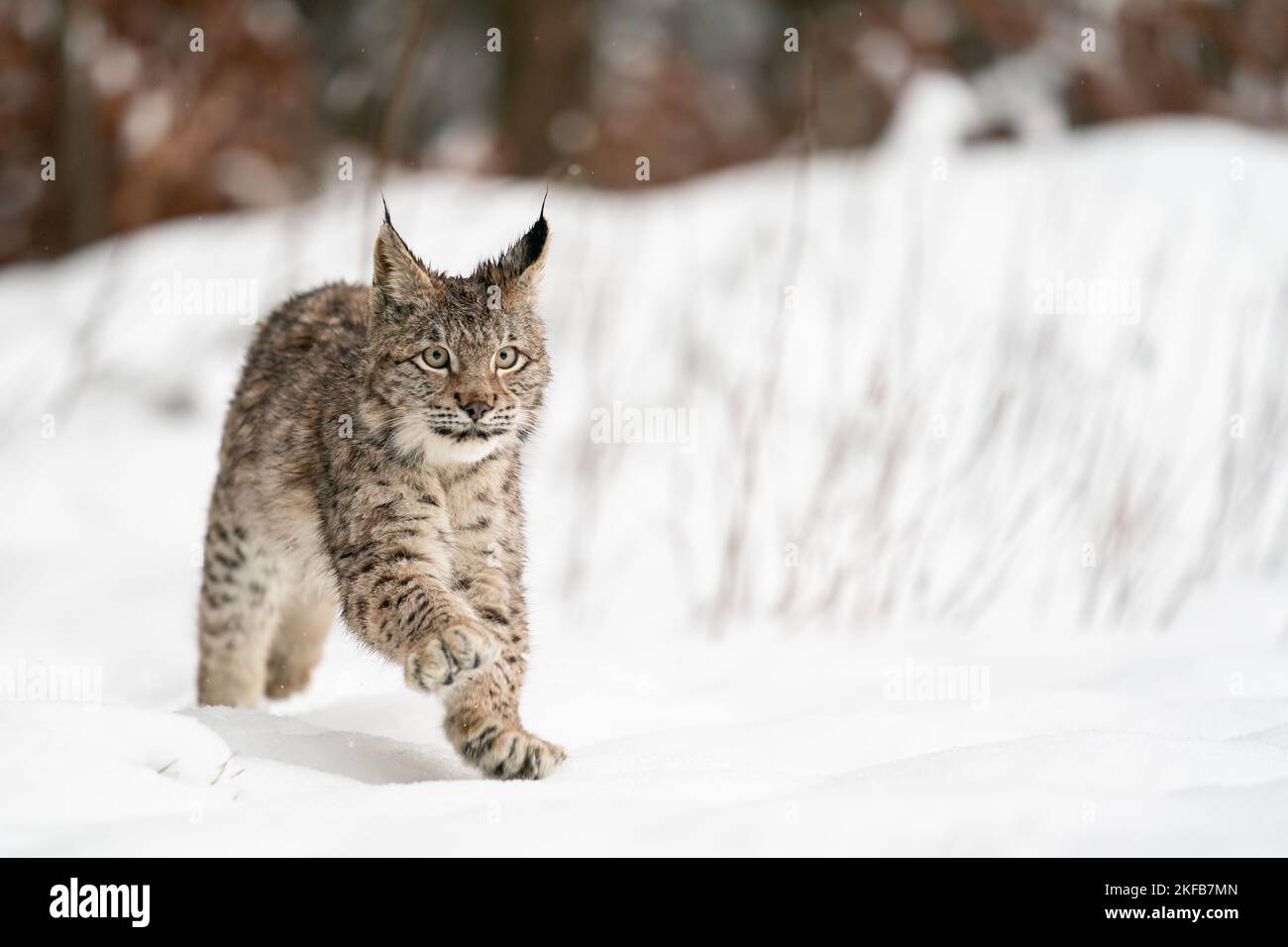 Luchs Junge läuft im Winter. Schneelauna mit Großkatze. Europäischer Raubtier in der kalten Jahreszeit. Stockfoto