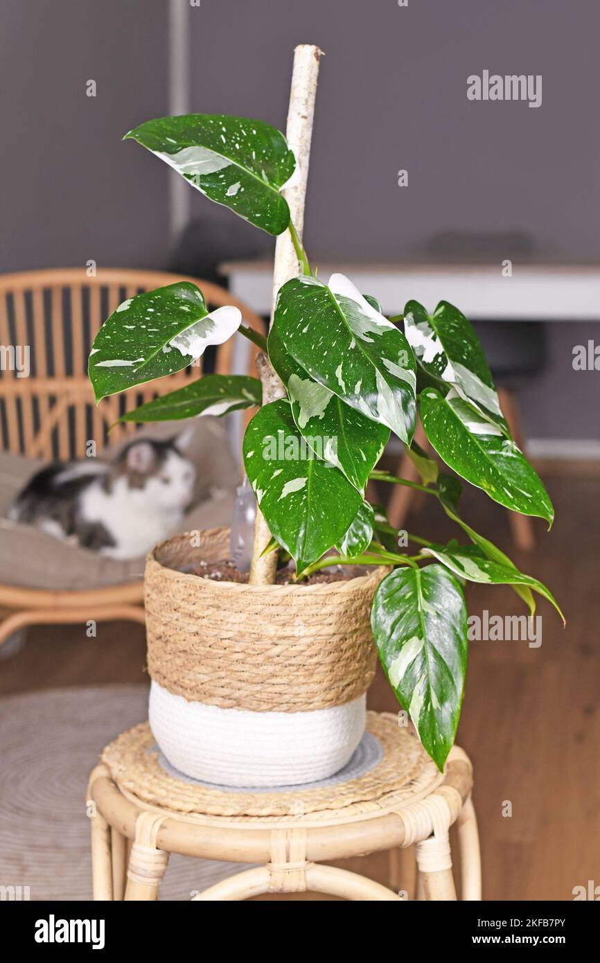 Kletternde 'Philodendron White Princess'-Zimmerpflanze mit weißer Farbvariante und Flecken im Korbtopf auf dem Tisch Stockfoto