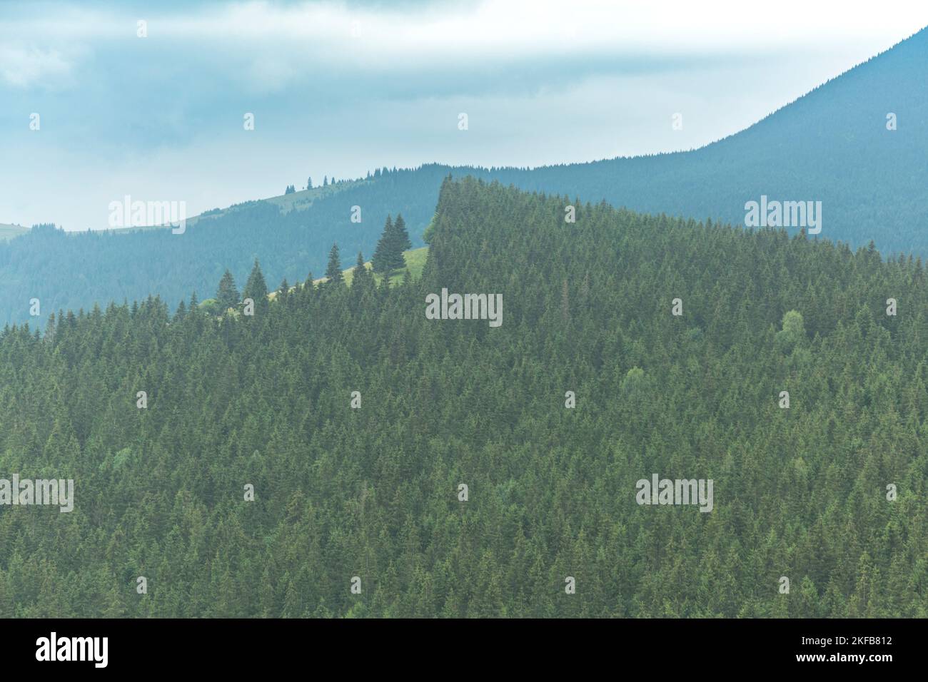 Grüne Kiefern Wald Muster alpinen Wald Hintergrund, Karpaten, Chornogora, Ukraine Stockfoto