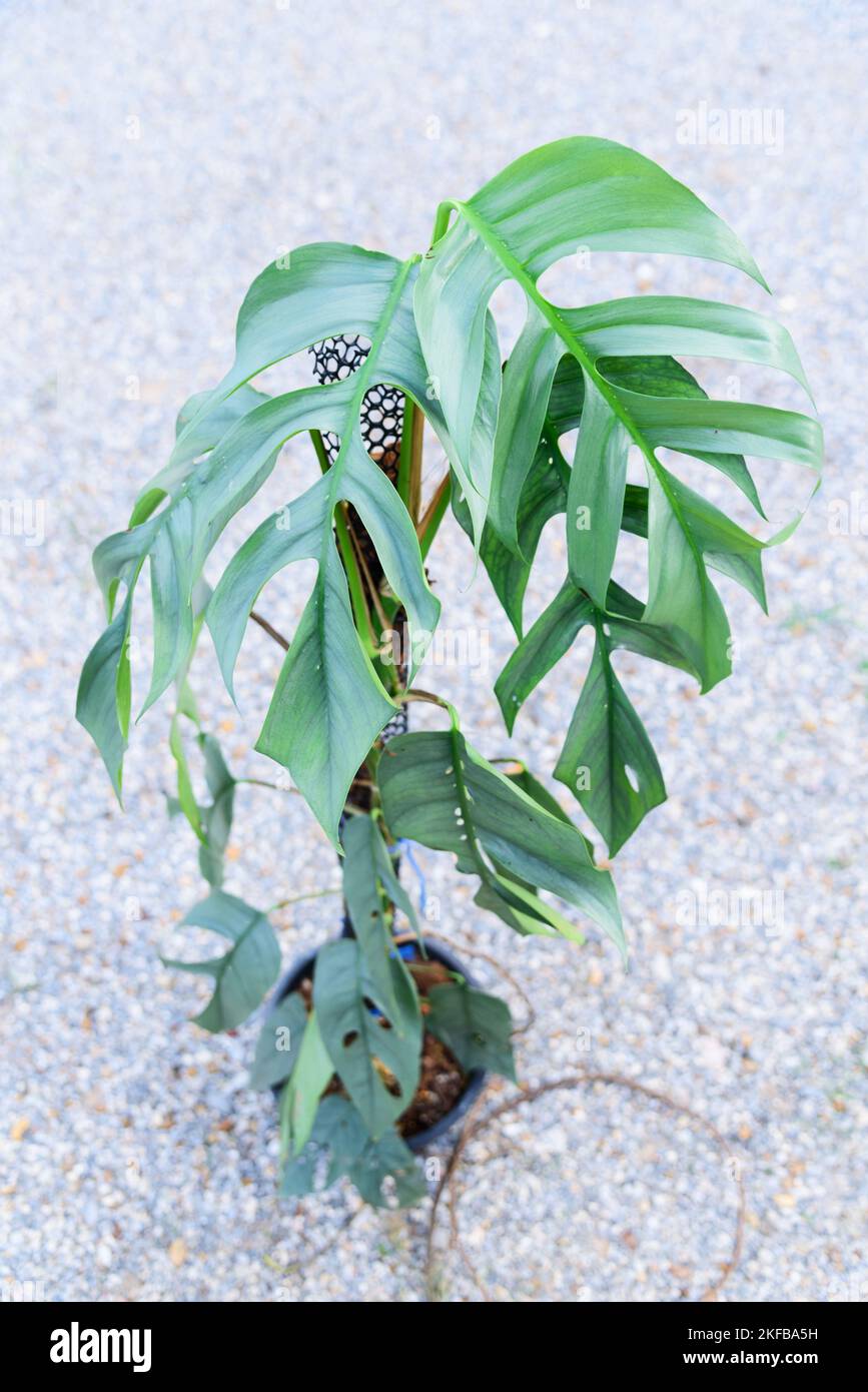 Großes, vollständiges frisches Blatt von Epipremnum pinnatum Cebu Blue Stockfoto